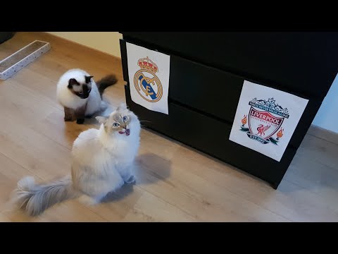 Champions League 2018 Prediction by cats (Dolly and Gabby)